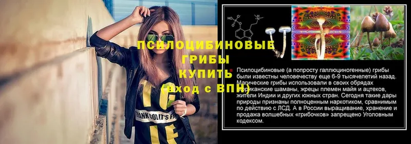 hydra ссылки  Кашира  Псилоцибиновые грибы MAGIC MUSHROOMS 